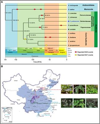 The discovery of a key prenyltransferase gene assisted by a chromosome-level Epimedium pubescens genome